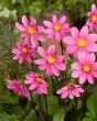 Dahlia Topmix Pink